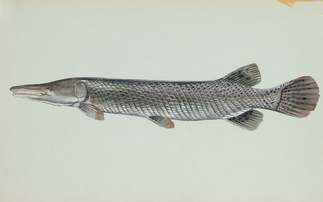 Alligator Gar Source: Raver, Duane. http://images.fws.gov. U.S. Fish and Wildlife Service.