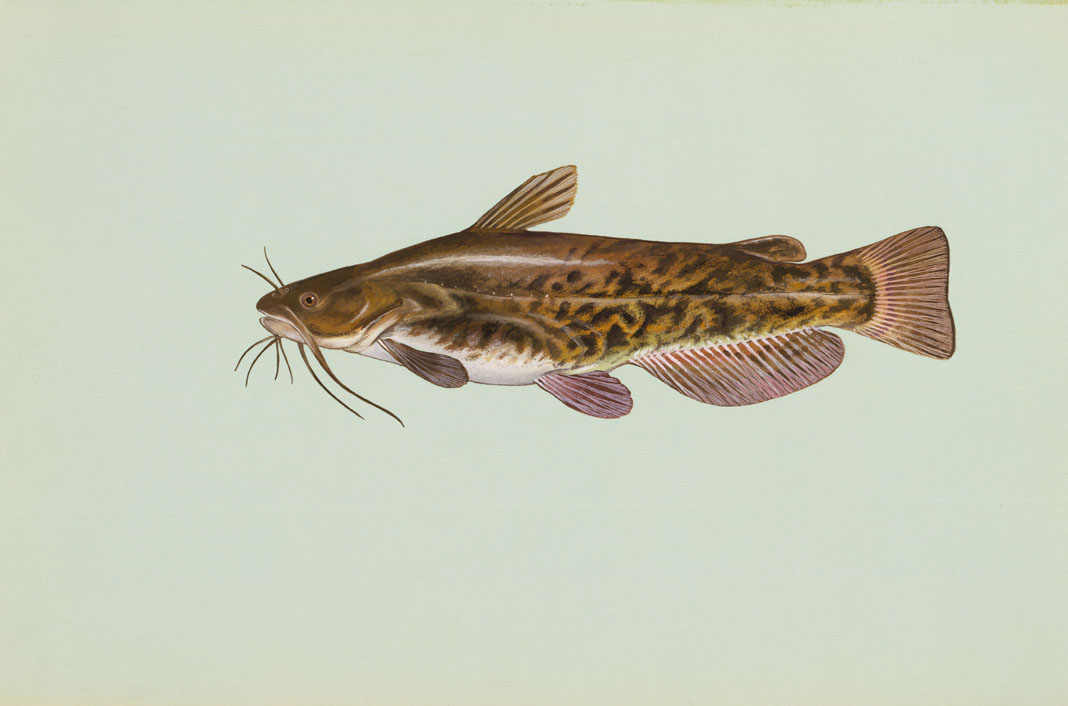 Brown Bullhead