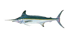 White Marlin