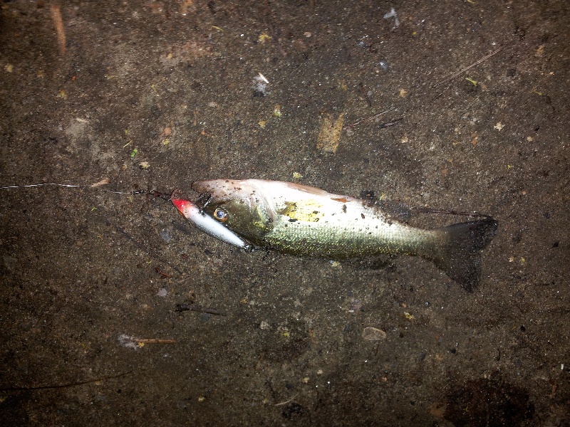 night bass near Cranston