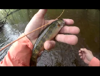 Wood River Native Brookies