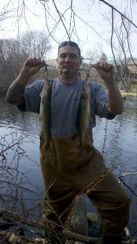 chain pickerel