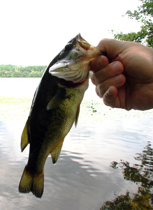 Largemouth