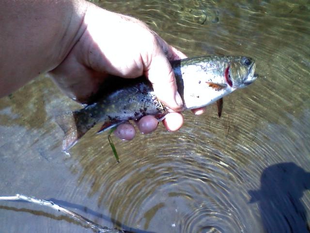 rainbow trout