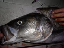 Muskie Adventure Tours "Block Island" near New Shoreham