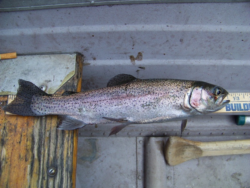 Rainbow Trout