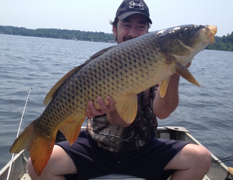 Saratoga lake Carp