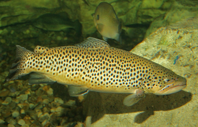 BROWN TROUT