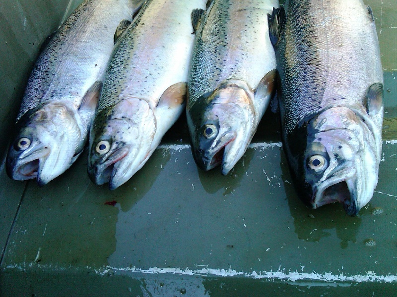 TROUT HEADS CLOSEUP!