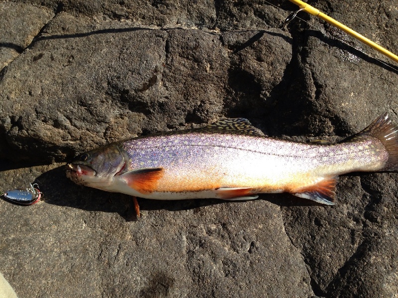 My first trout this year 