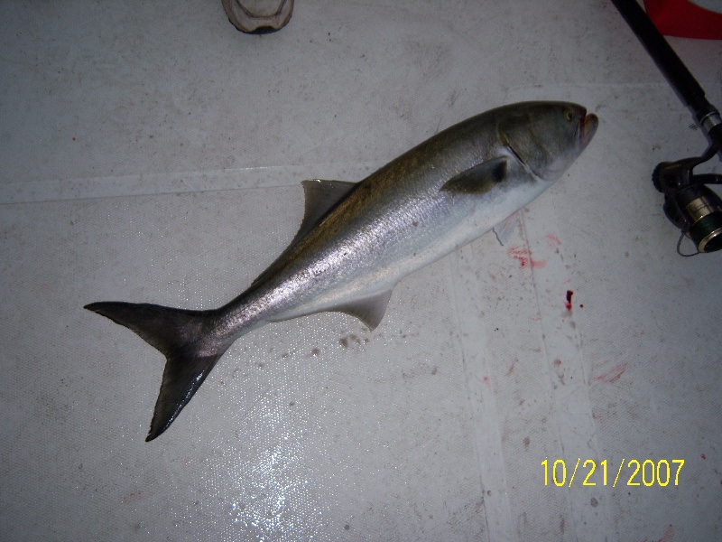 Bluefish frenzy