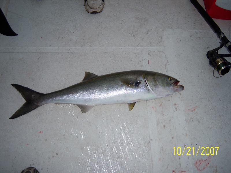 Westerly fishing photo 0